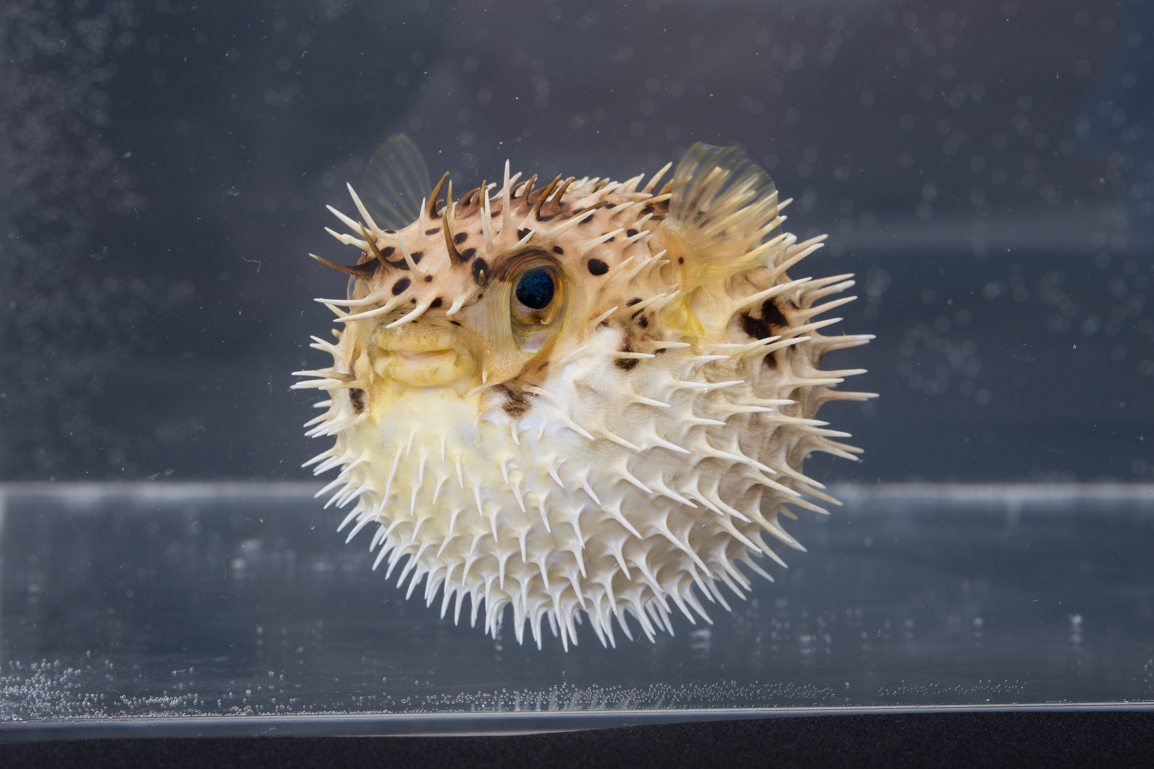 FUGU