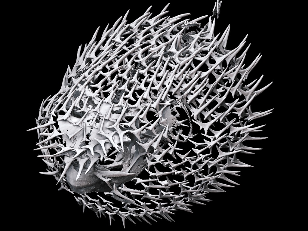 FUGU